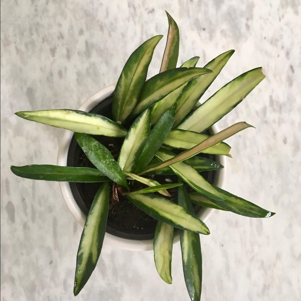 Hoya kentiana Variegata -4”pot